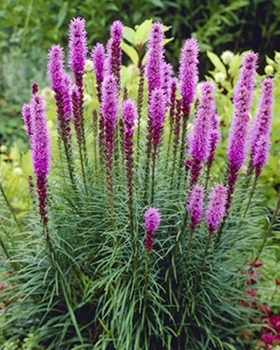 LIATRIS SPICATA 25 kusov